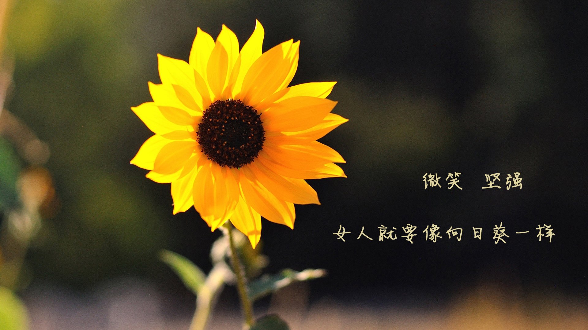 挪威队在欧预赛中遗憾出局，未能晋级下一轮，挪威没参加2021欧洲杯