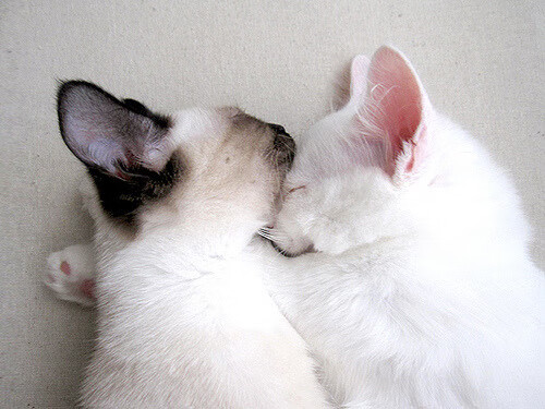 校园体育文化活动对学生心理健康的影响,学校体育对青少年心理方面的影响