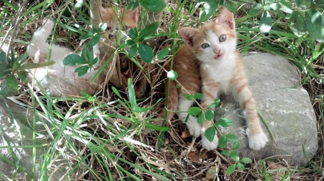 FB体育娱乐-亚洲杯国足惨败 球迷期待教练调整阵容，2021亚洲杯国足阵容