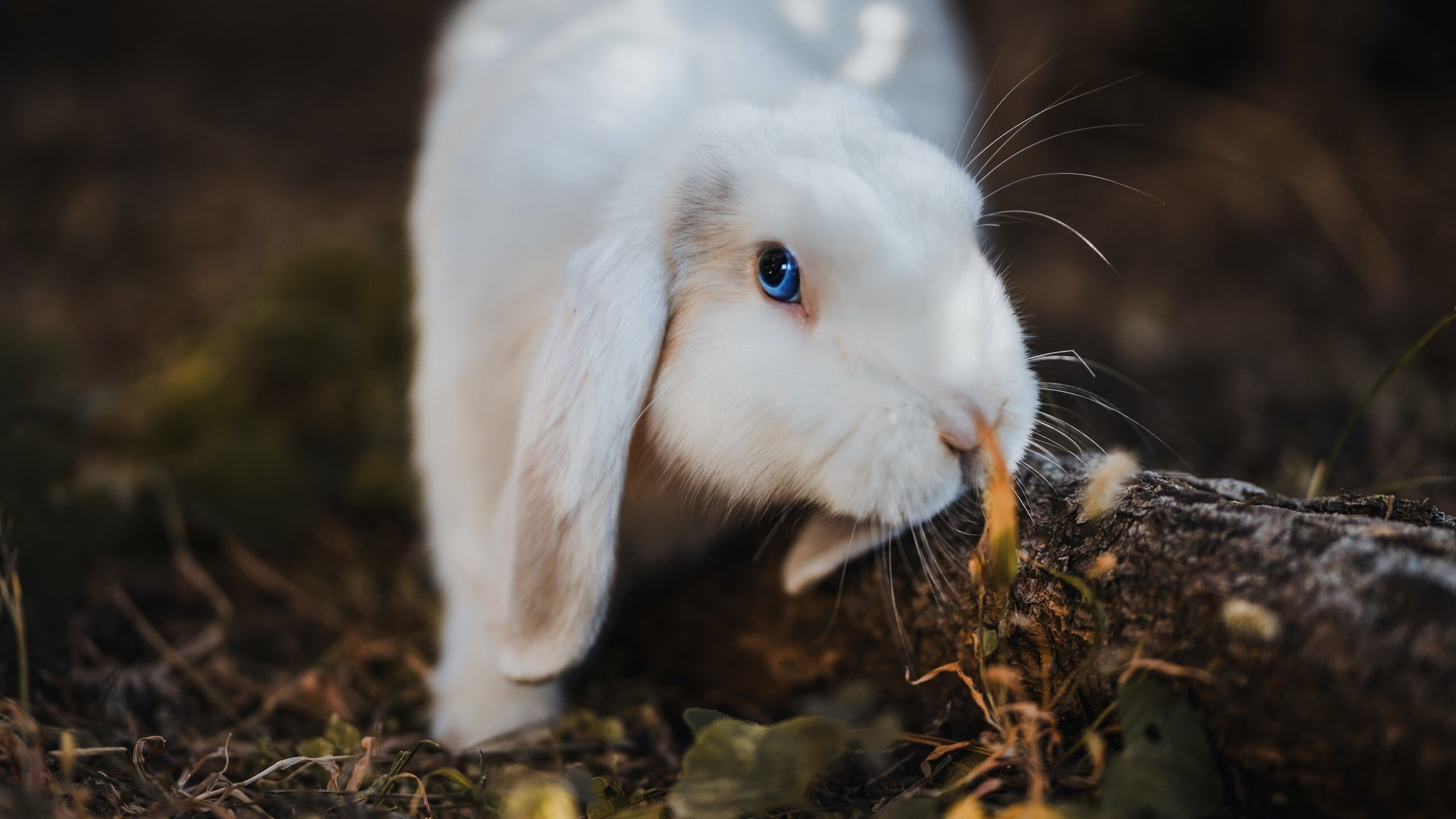 俱乐部与球迷关系互动形式单一