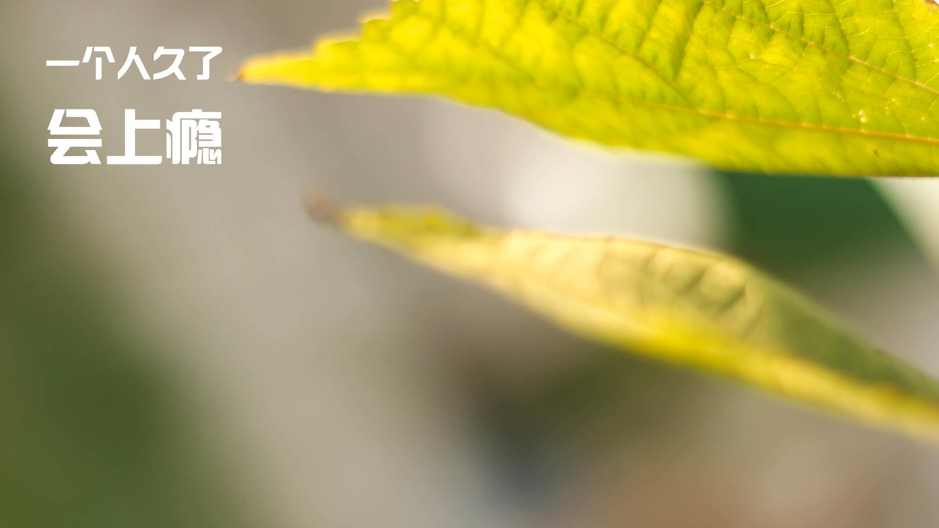 加拿大男子接力队配合日益默契,加拿大400米接力